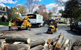 How Our Tree Care Process Works  in  Melville, NY