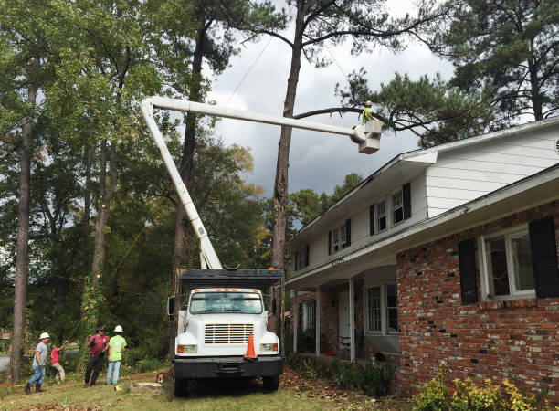 Best Fruit Tree Pruning  in Melville, NY