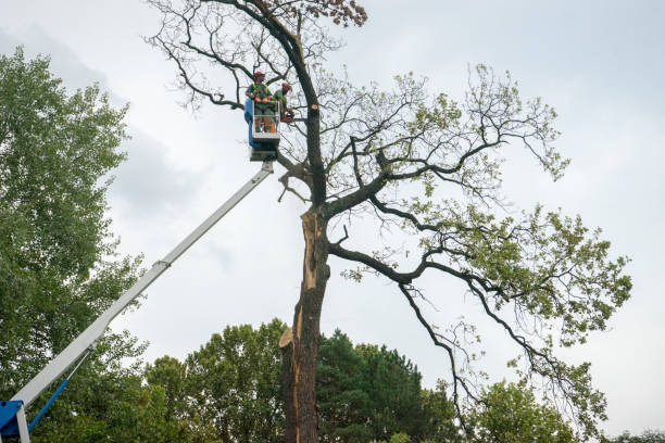 Best Tree Disease Treatment  in Melville, NY